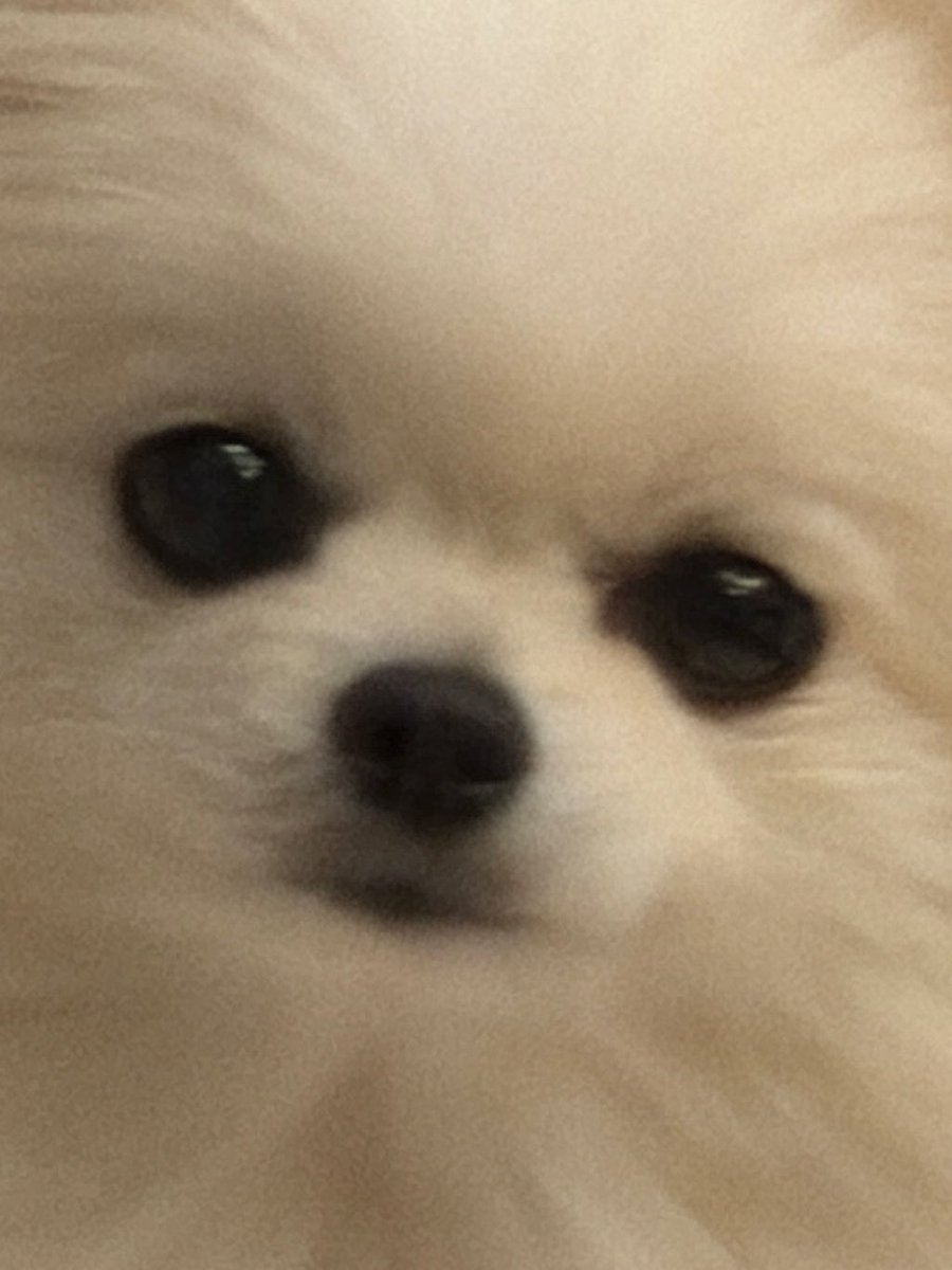 ポメ様♡ ポメラニアンのえま🐶🍼‎🤍 (@emmapom918) / Posts / X