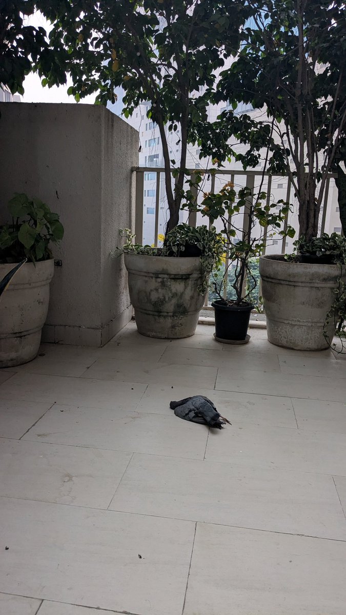 Dead pigeon in my balcony in Gurgaon. Looks like it just fell dead out of the sky.

It happened in London haze in the 40s and Mexico City in the 90s.
#AirPollution