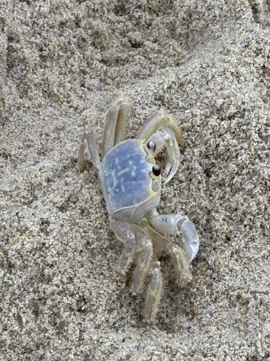 Ghost Crab, #Fenwick Island, Delaware