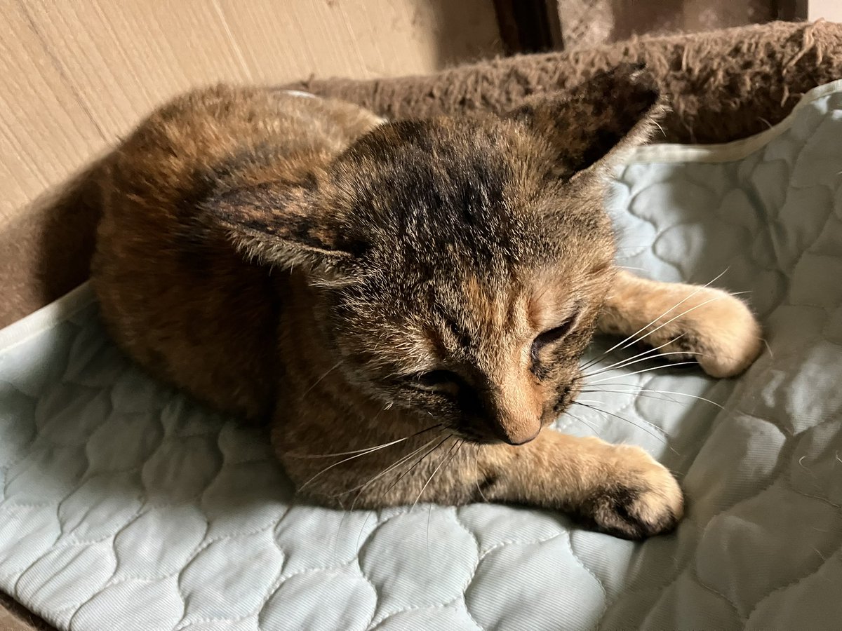 はるちゃん (@harucafe888) / Posts / X