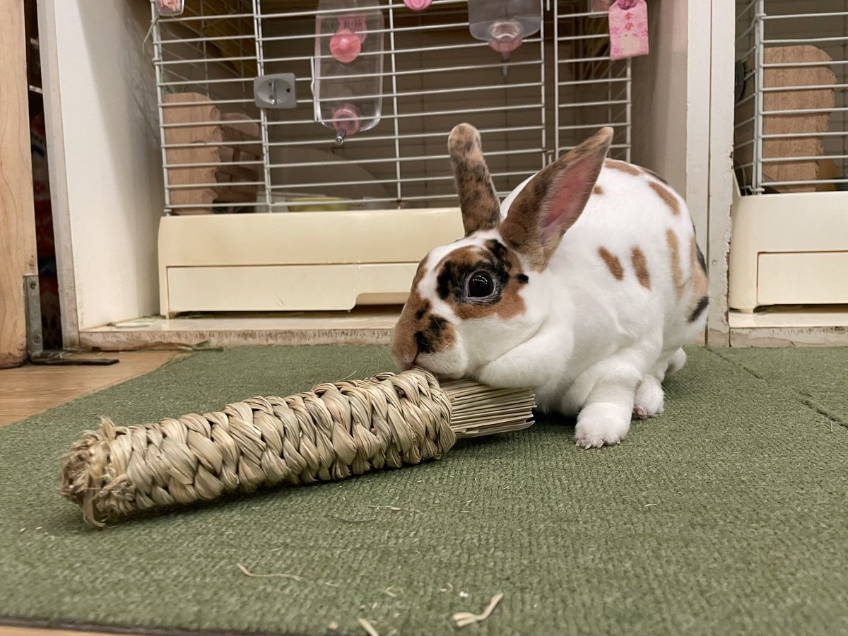 うさぎカフェ もふれる on X
