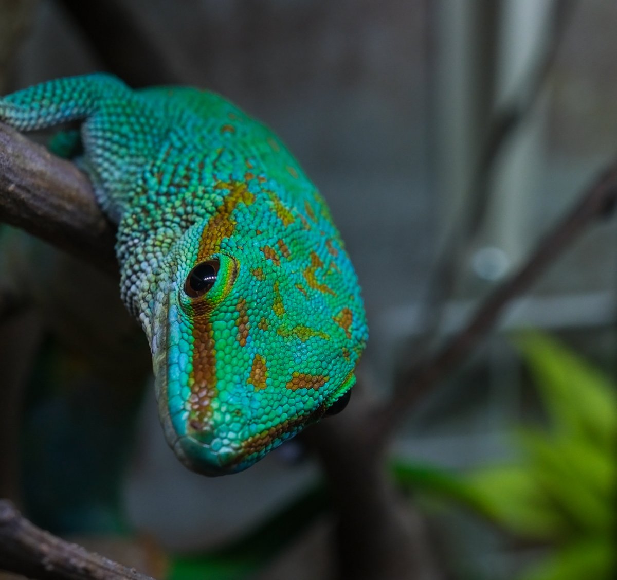 CONPEE3's tweet photo. 正午をお知らせしたいヒルヤモリ🦎 https://t.co/SBsqnmgTWp