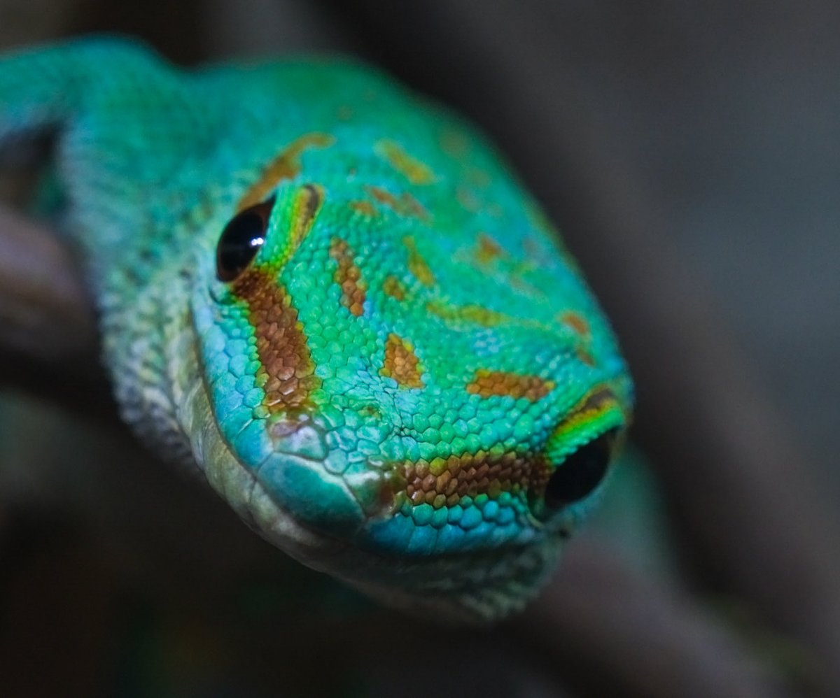 CONPEE3's tweet photo. 正午をお知らせしたいヒルヤモリ🦎 https://t.co/SBsqnmgTWp