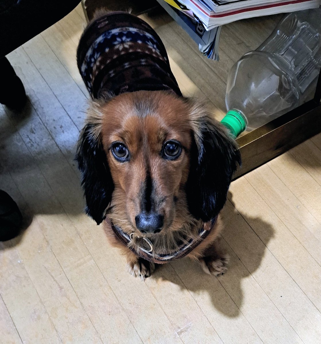 kenta33121's tweet photo. #山形県酒田市
#ミニチュアダックスフント　４才ヤマト
ずーっと☔️
散歩🐾🐾🐾も出来ないよ🐶 https://t.co/gM74Iqk4zL
