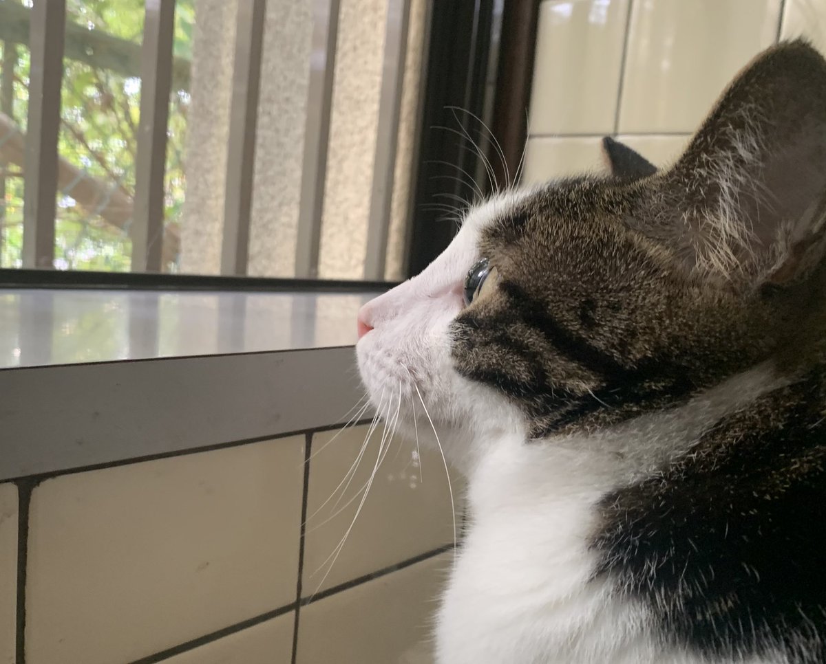 猫が窓の棚に飛び乗り、こちらを見る。窓を開けて離れると、窓の外をちらっと見て、こちらを見る。猫の後ろから窓の外を見ると、少し先の枝にヒヨドリがとまっている。頬の茶色、胸のまだら模様。しばらく、猫と一緒に窓の外を見る。猫と一緒にいると、数字じゃない時間を過ごしている感じがする。