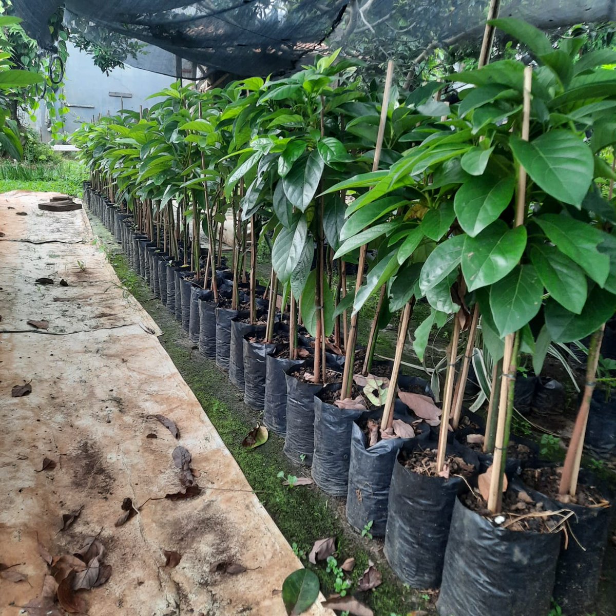 daunjaya's tweet photo. Bibit Alpukat Miki https://t.co/7dDVCb11hd