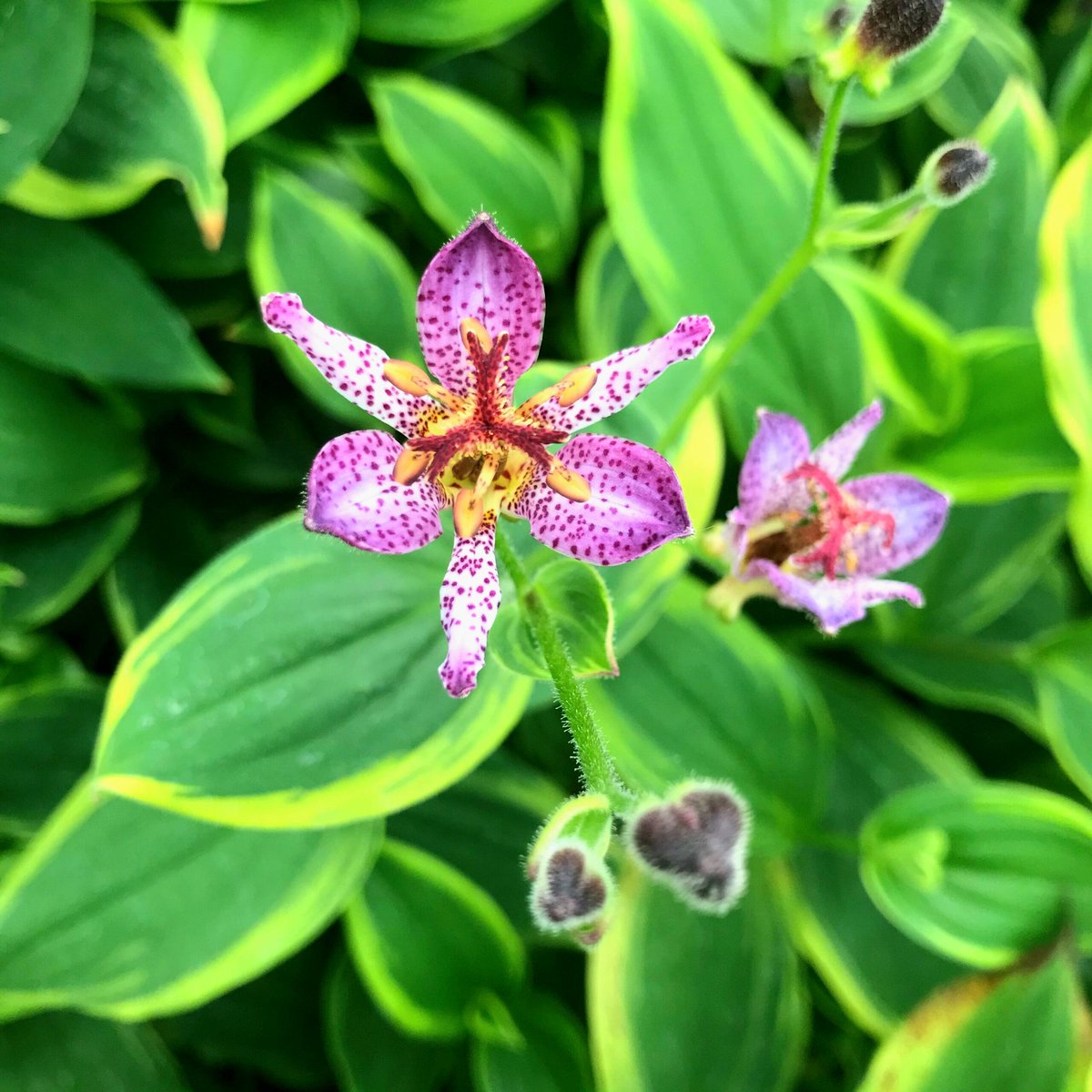 geologyBits's tweet photo. 🟥 🪴 Tricyrtis formosana 'Autumn Glow'
is a striking cultivar of the Formosan toad lily, a herbaceous perennial in the Liliaceae family native to Taiwan.

❤️ 🔁 #ToadLily #AutumnGlow                              
                                                                     
🎞 @DutchFlowerr
It forms compact, mounding clumps reaching 24 inches (60 cm) tall and wide, with arching stems that create an elegant, cascading habit ideal for shade gardens.

The foliage is a standout feature: lanceolate leaves emerge in whorls along the stems, displaying bold variegation with dark green centers and wide, creamy-yellow to golden margins that provide a glowing contrast, especially in low light. 

Flowers are exotic and orchid-like, nodding from the leaf axils in loose racemes; they are typically pale lavender to creamy-white, heavily freckled and blushed with reddish-purple to violet spots, measuring about 1 inch (2.5 cm) across.

Blooming occurs from midsummer (in warmer climates) through late summer into early fall, offering late-season interest in shaded borders, woodland edges, or containers.

This deer-resistant plant thrives in moist, humus-rich soil with partial to full shade and is valued for its ease of cultivation and tropical flair in temperate gardens.