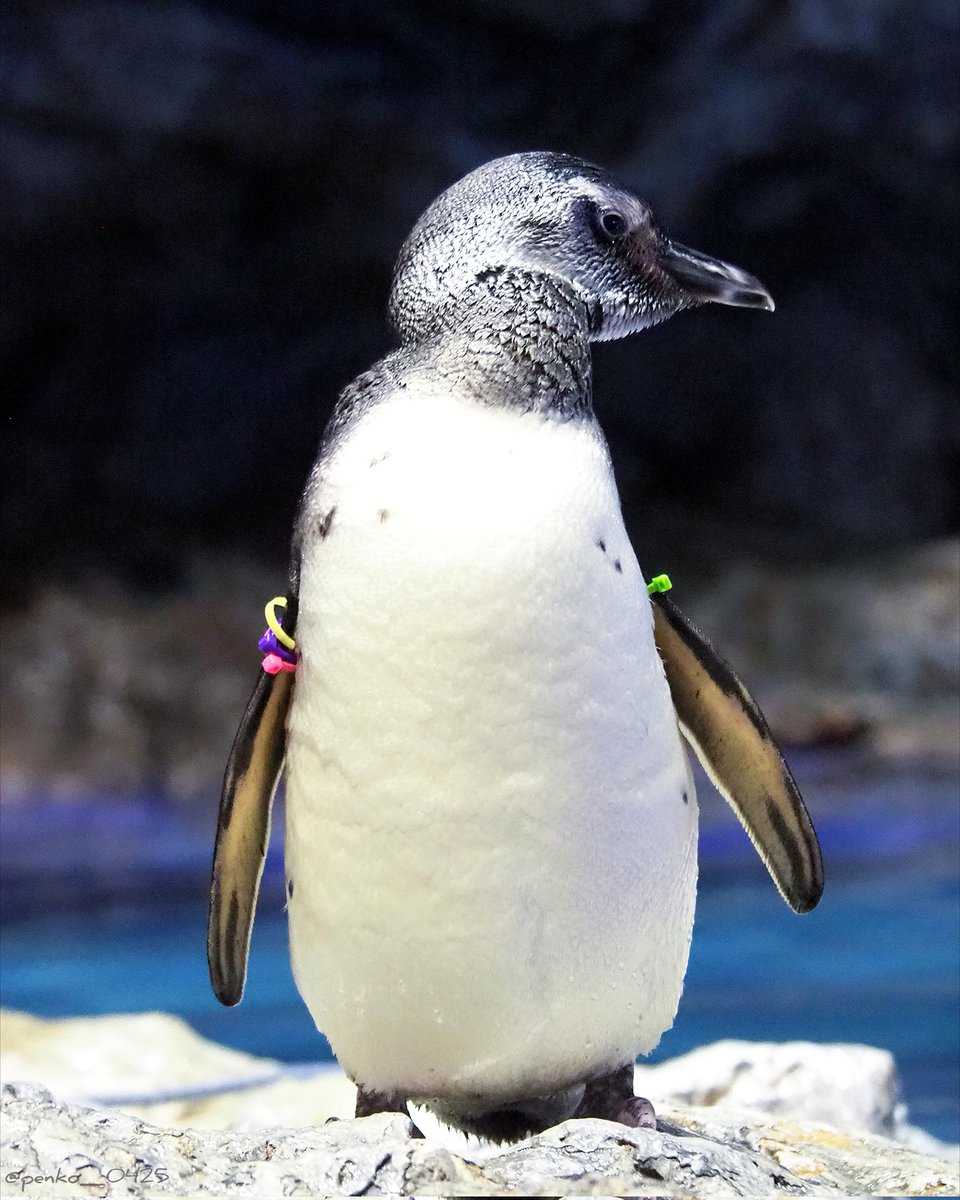 旅するぺん子 on X