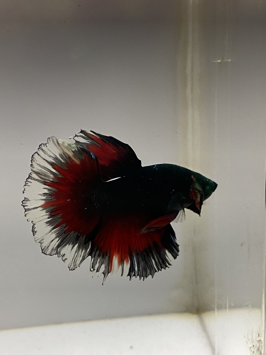 Hulk kepala ijo botol