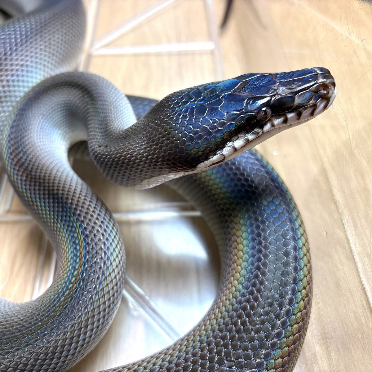 Sunguilla's tweet image. 🔥入荷🔥
アルバーティスパイソン キミカブラック 180cm♂

目立った傷跡もなく、虹光沢ビッカビカの極美✨
温厚な性格なのでハンドリングも余裕です👍
（画像は特大プラケに入った状態です。）

▼詳細はこちら
sunguilla.jp/sale/detail/82…
#爬虫類 #ヘビ #WhiteLippedPython