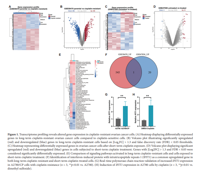 TD_ASP's tweet photo. 🥳New Original Research Article:  Overcoming cisplatin resistance in ovarian cancer by targeting IFIT1-mediated inflammation responses
✍️ By: Min Hu，etc., Bin Liu, Chunluan Yuan
👀 Here: https://t.co/JqQSdpx5YV https://t.co/uh7vIdRiJD