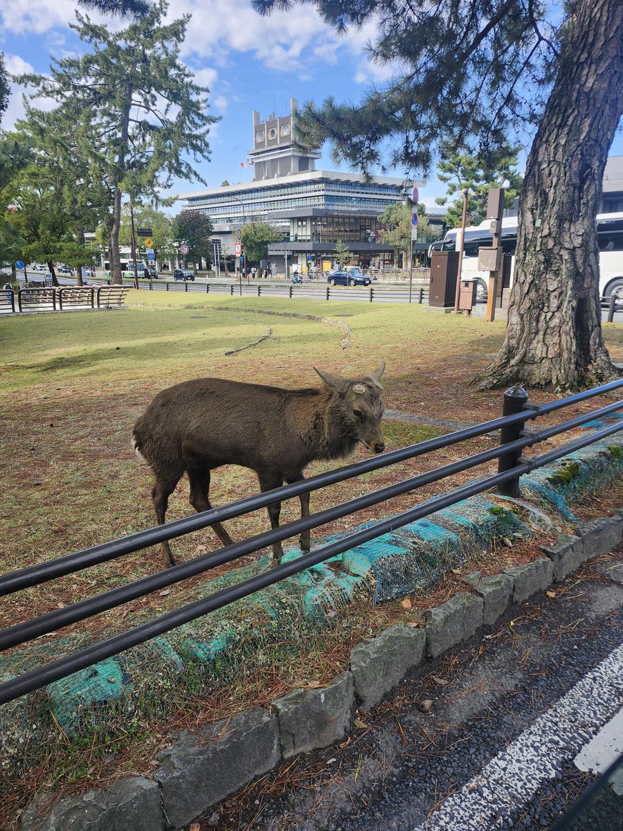 nemushinobi's tweet photo. 今日は奈良にいます!
🦌が可愛い https://t.co/PD9N9Avvrk