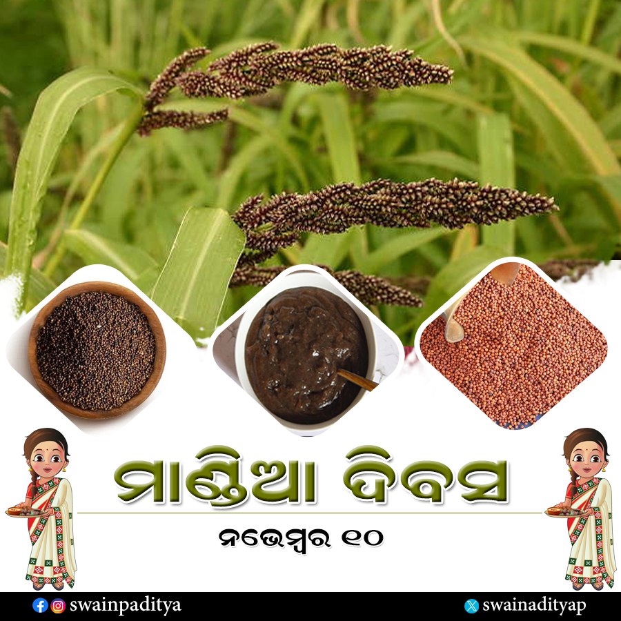 swainadityap's tweet image. ମାଣ୍ଡିଆ କେବଳ ଏକ ସାଧାରଣ ଖାଦ୍ୟ ନୁହେଁ ବରଂ ଏହା କୁପୋଷଣକୁ ନିୟନ୍ତ୍ରଣ କରି ଏକ ସୁସ୍ଥ ସମାଜ ଗଠନ କରିବାରେ ମଧ୍ୟ ଗୁରୁତ୍ଵପୂର୍ଣ୍ଣ ଭୂମିକା ଗ୍ରହଣ କରିଛି। ଏହାକୁ ଆମ ଦୈନନ୍ଦିନ ଖାଦ୍ୟ ଥାଳି ଓ ଜୀବନରେ ନିଶ୍ଚିତରୂପେ ସ୍ଥାନ ଦେବା ଉଚିତ। ଆଜି ମାଣ୍ଡିଆ ଦିବସ ପାଳନ ଅବସରେ ଆସନ୍ତୁ ମାଣ୍ଡିଆର ପ୍ରଚାର ପ୍ରସାର କରି ଏକ ସୁସ୍ଥ ଏବଂ ସମୃଦ୍ଧ…