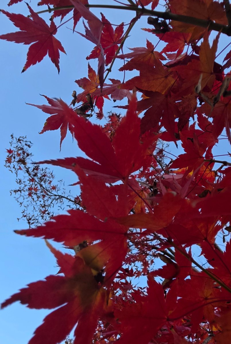 난 동네단풍  이쁘다