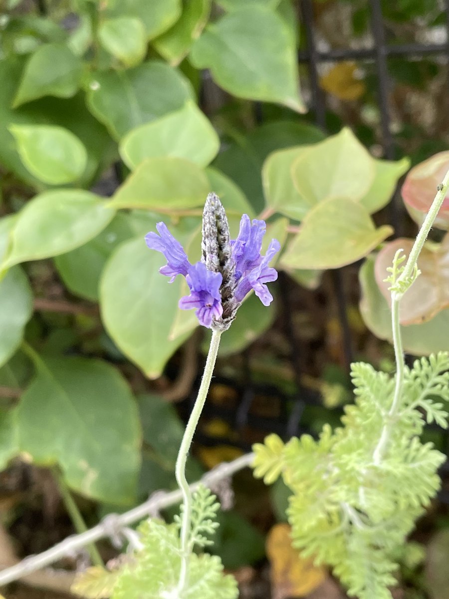 センソージ・ロックこと荒島晃宏 on X