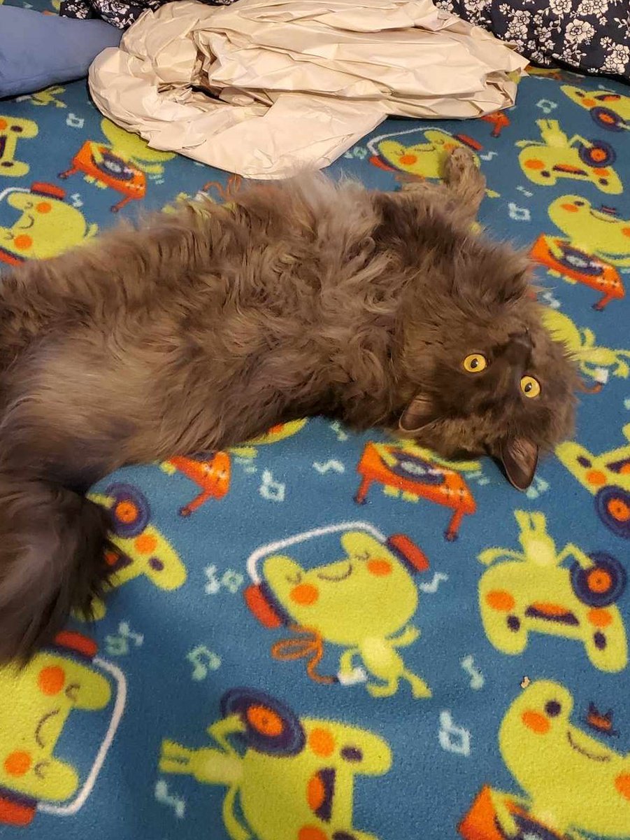 tw: pet loss, grief

it's been almost a month since we let him go and I still am finding reminders in my daily life

Today I was petting my friend's dog and noticed her greying eyes and nose. I got sad that my cat never had the chance to even grow white hairs. He was so young...