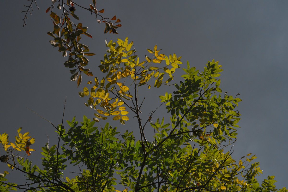 takuma3_'s tweet image. 📸 #SigmaBF + #SIGMA 56mm F1.4 DC DN | Contemporary

SIGMAの現行レンズ、圧倒的な光学性能を追い求めた「Art」ラインがあるせいで誤解しがちだけど「Contemporary」ラインもいい性能。
「優れた光学性能と携行性を高い次元で両立させる」ということで、このレンズはまさにその通りだわ。