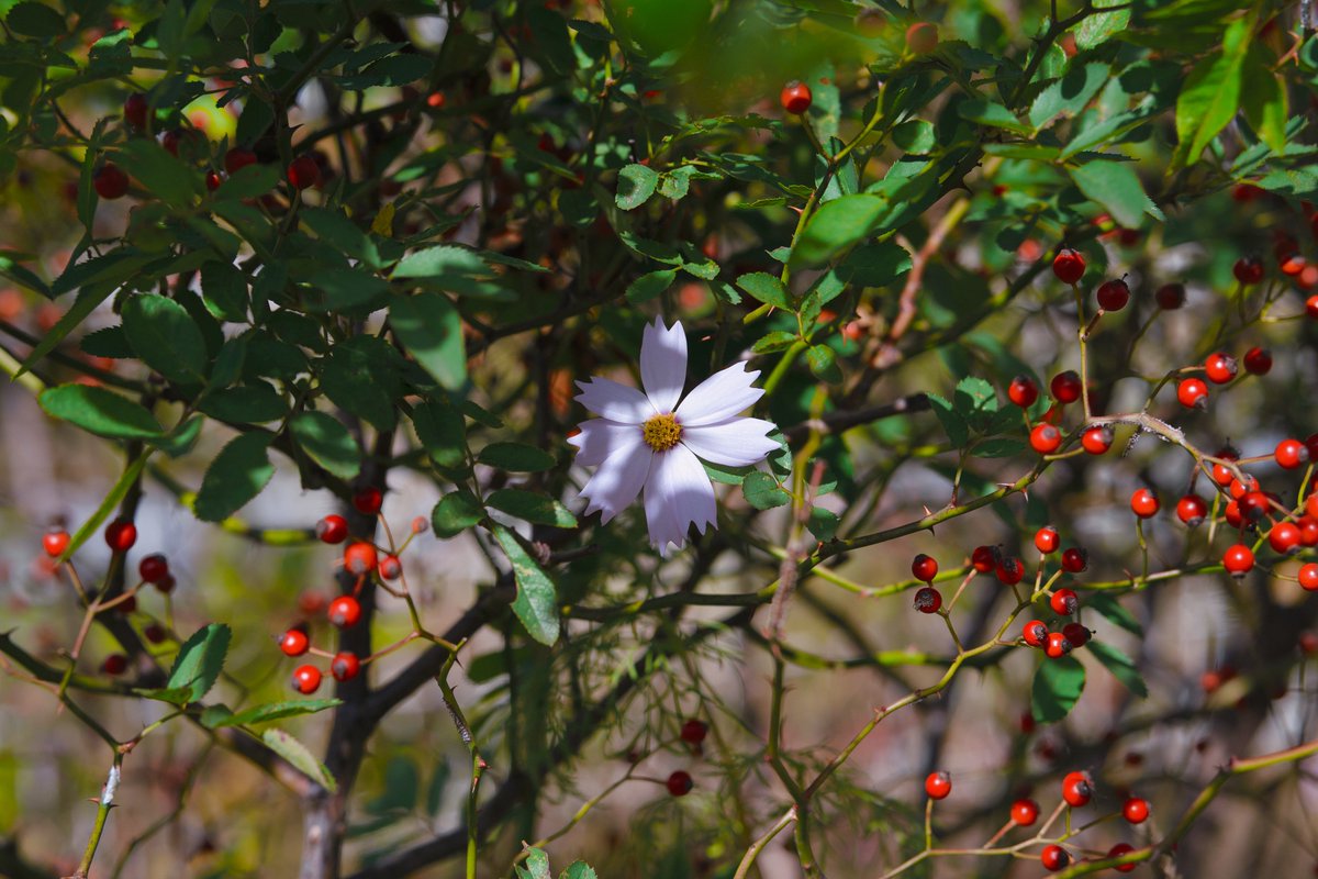 takuma3_'s tweet image. 📸 #SigmaBF + #SIGMA 56mm F1.4 DC DN | Contemporary

SIGMAの現行レンズ、圧倒的な光学性能を追い求めた「Art」ラインがあるせいで誤解しがちだけど「Contemporary」ラインもいい性能。
「優れた光学性能と携行性を高い次元で両立させる」ということで、このレンズはまさにその通りだわ。