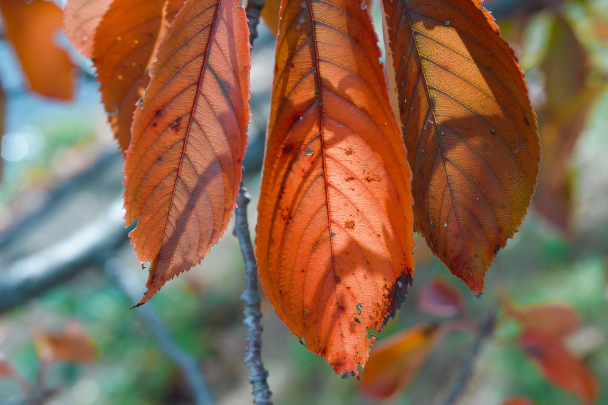 takuma3_'s tweet image. 📸 #SigmaBF + #SIGMA 56mm F1.4 DC DN | Contemporary

SIGMAの現行レンズ、圧倒的な光学性能を追い求めた「Art」ラインがあるせいで誤解しがちだけど「Contemporary」ラインもいい性能。
「優れた光学性能と携行性を高い次元で両立させる」ということで、このレンズはまさにその通りだわ。