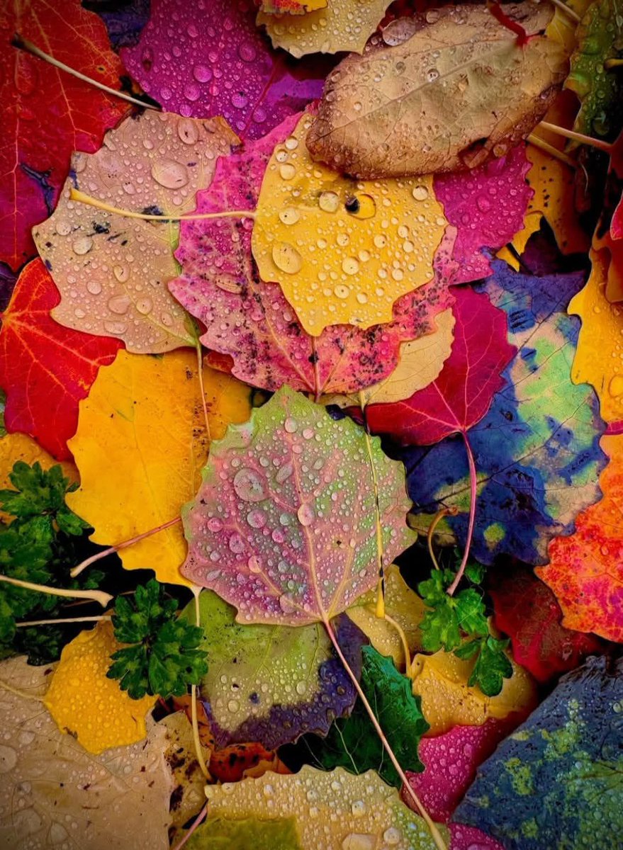 syedbashiragha's tweet image. 