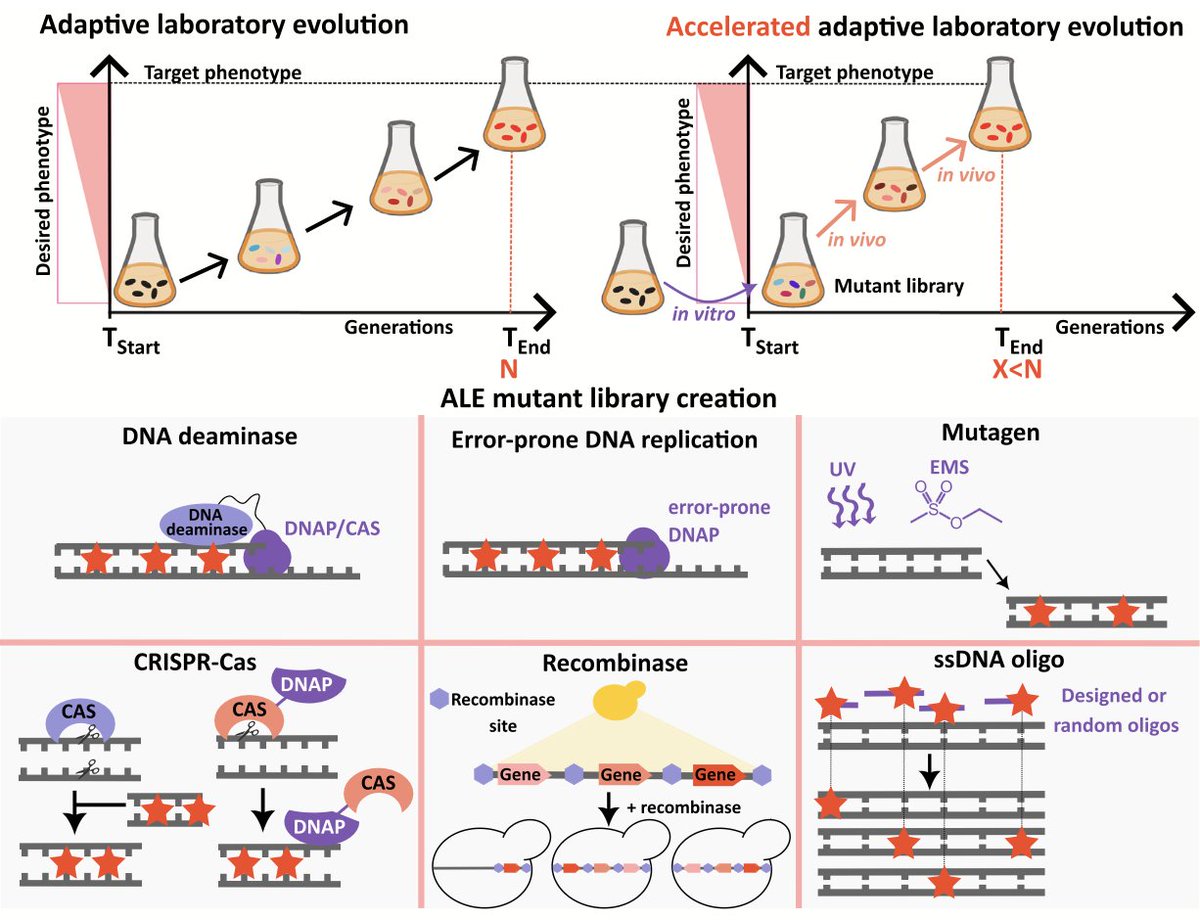 Accelerated adaptive laboratory evolution: A tool for evolutionary biotechnology

"the most suitable approach for ALE library construction and/or in vivo mutagenesis summarized in Table 3"
sciencedirect.com/science/articl…