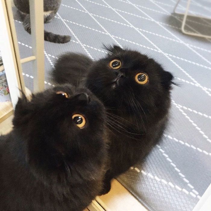 Black cats are not bad luck (@visualscat) on Twitter photo 