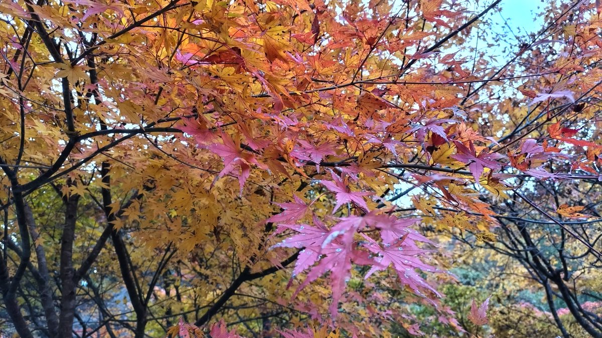 hiro761568as's tweet photo. 今日の那倉川渓谷。紅、黄、緑のコントラスト、見頃を迎えています！11月16日には紅葉まつりが開催されます。豚汁のサービスも有るそうなので、ぜひお越しください。
＃空ネット
＃塙町
＃紅葉
＃もみじ https://t.co/v1cInHf8yI