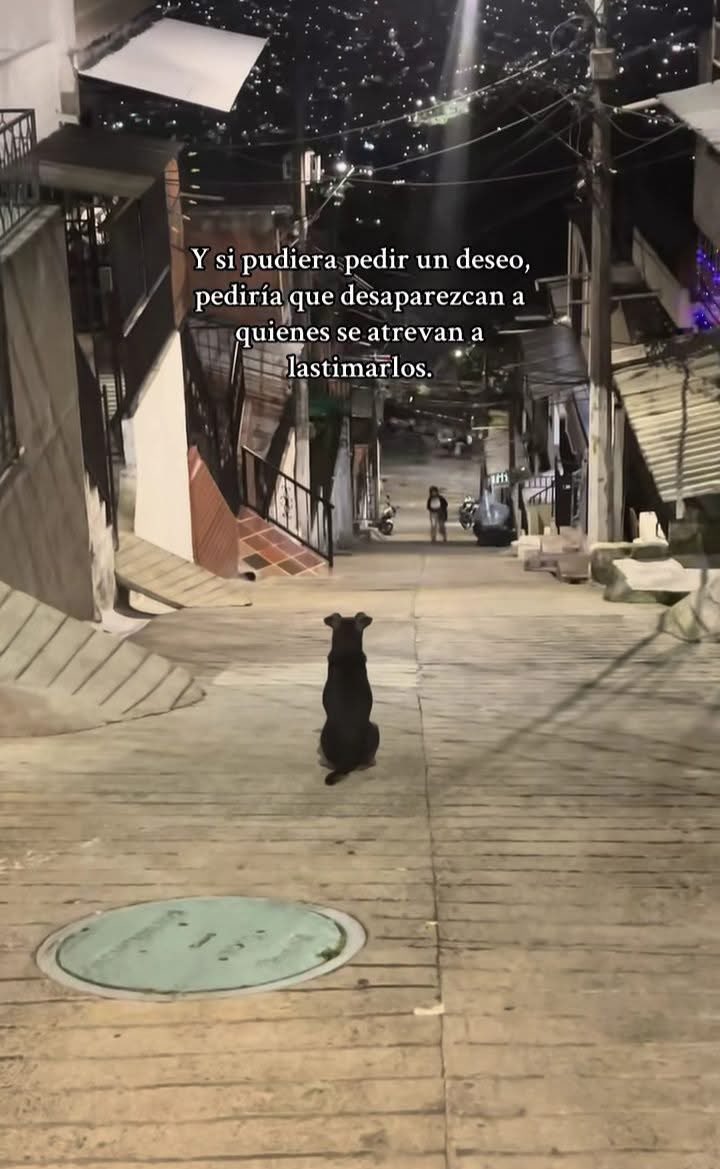 Dilo con perritos (@diloconperritos) on Twitter photo 