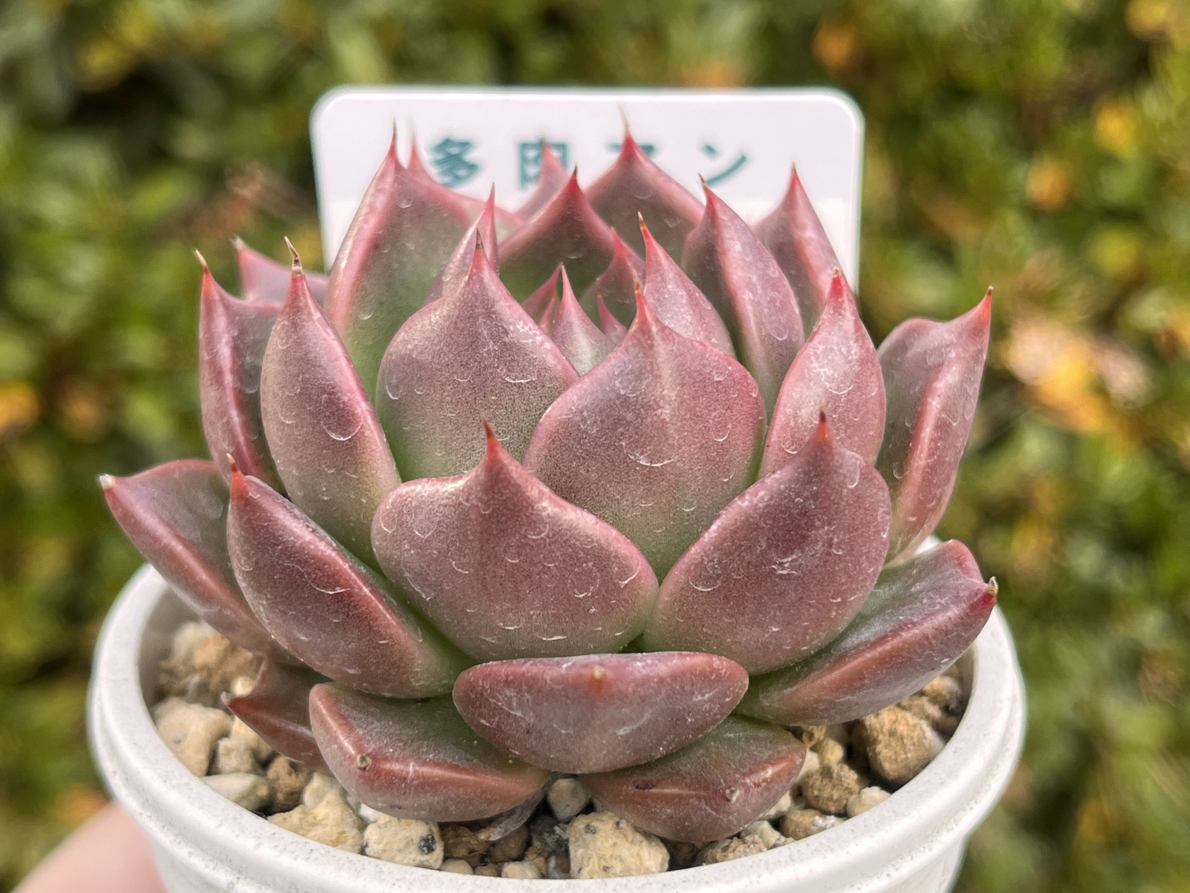 多肉アンさん苗 - Search / X