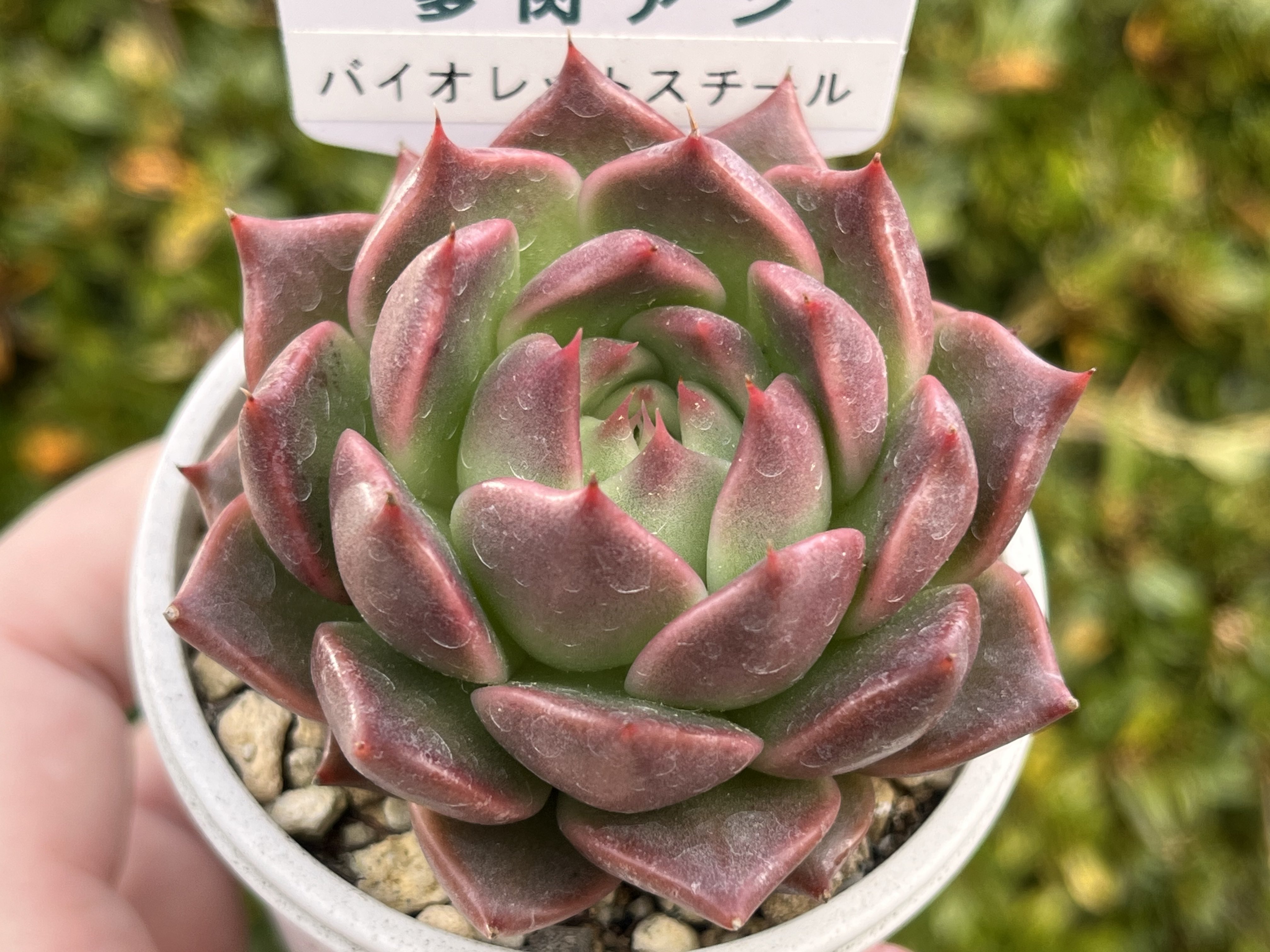 多肉アンさん苗 - Search / X