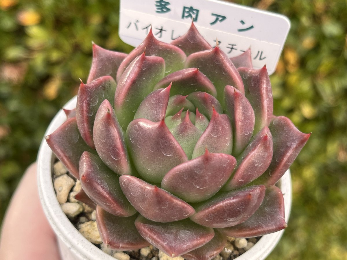 多肉アンさん苗 - Search / X