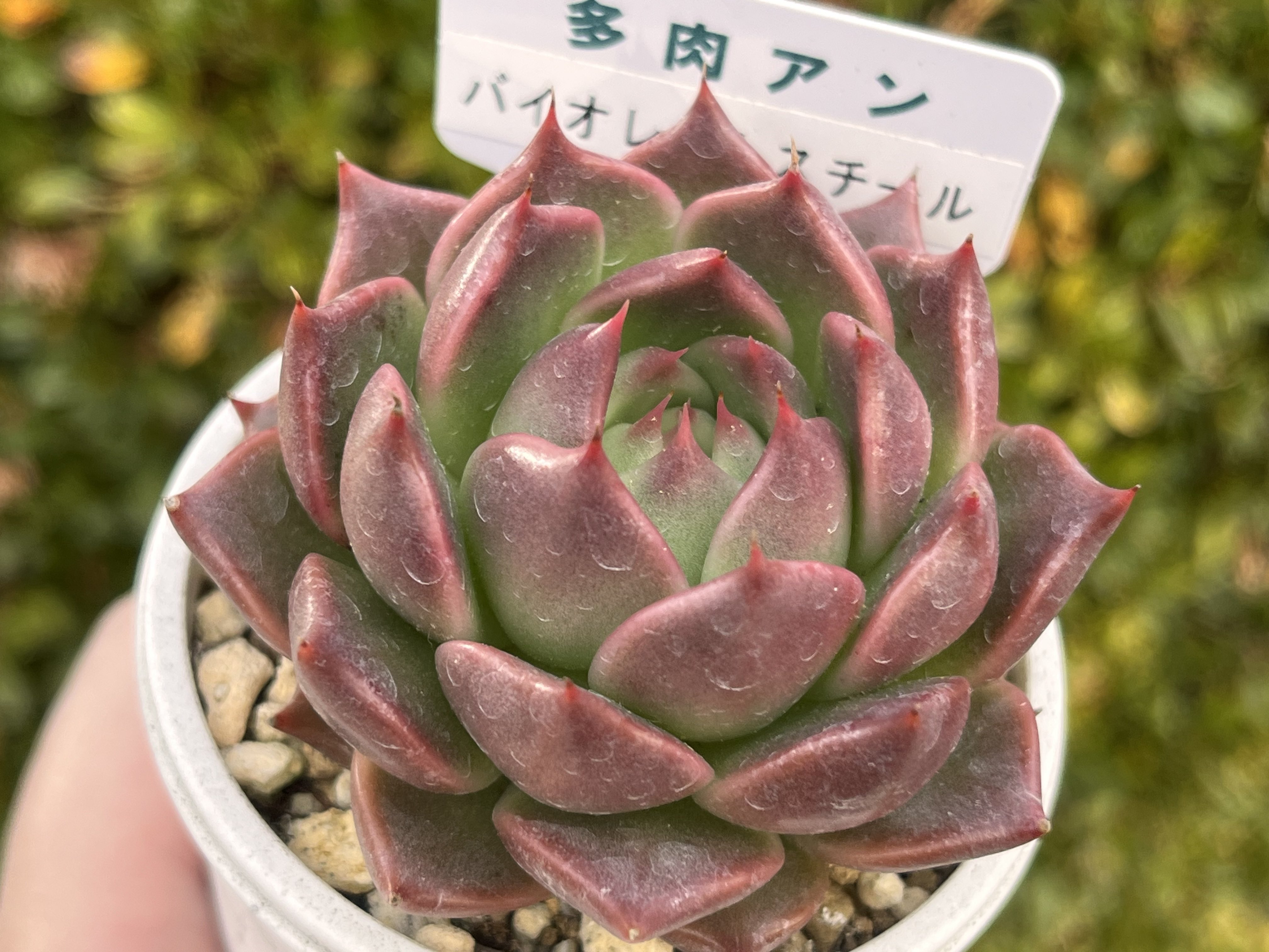 多肉アンさん苗 - Search / X