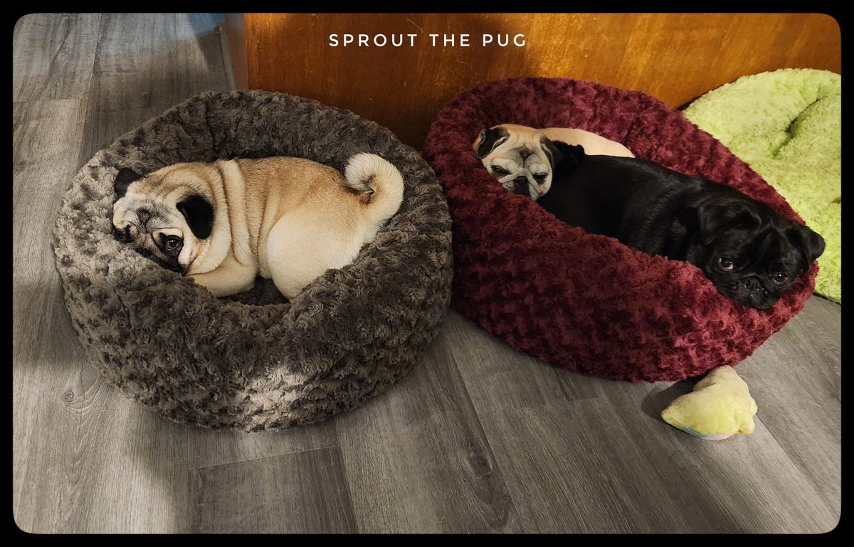 SproutThePug's tweet image. Gonna be cold tonight, y&apos;all!  🥶 Snuggle up! 

#pugstyle #puglife #texascoldfront #snuggletime