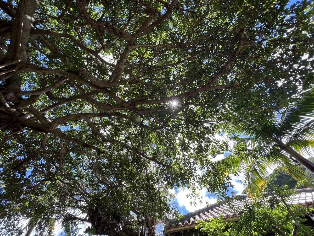kijimuna_ryukyu's tweet image. こんにちは＾＾沖縄の琉球村です🌺
少し晴れた時に☀️ガジュマルの下から空を撮ってみてください🌿
琉球村のお気に入りの写真の一つです📸٩( ‘ω’ )و