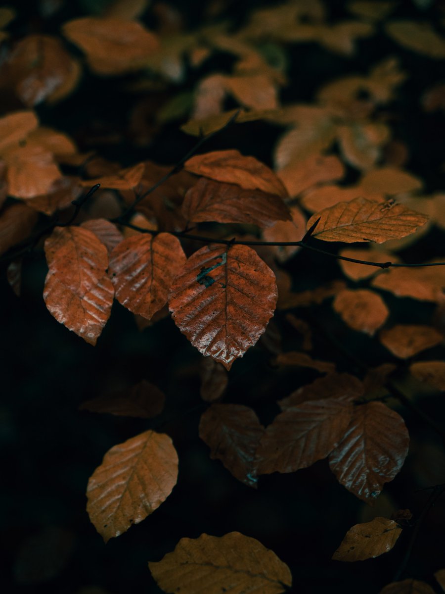 Darte Fex tweet media