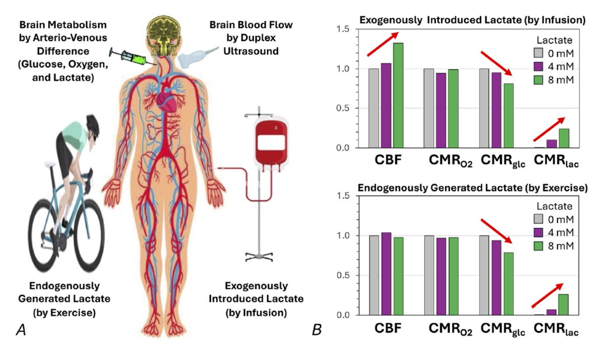 ¿PODRÍA EL LACTATO SER CONSIDERADO EL PRÓXIMO SUPLEMENTO PARA LA SALUD CEREBRAL? El cerebro puede utilizar el lactato como fuente de energía alternativa, reduciendo su dependencia de la glucosa. Este hallazgo revela un vínculo directo entre la actividad física y la función