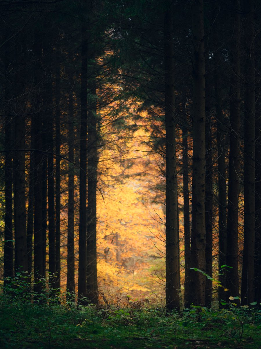 Darte Fex tweet media