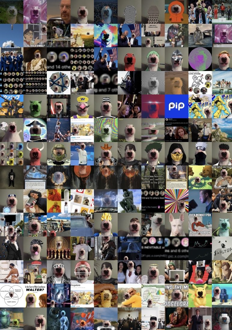 $WALTER coded <a href="/WalterDogSolana/">walter</a>