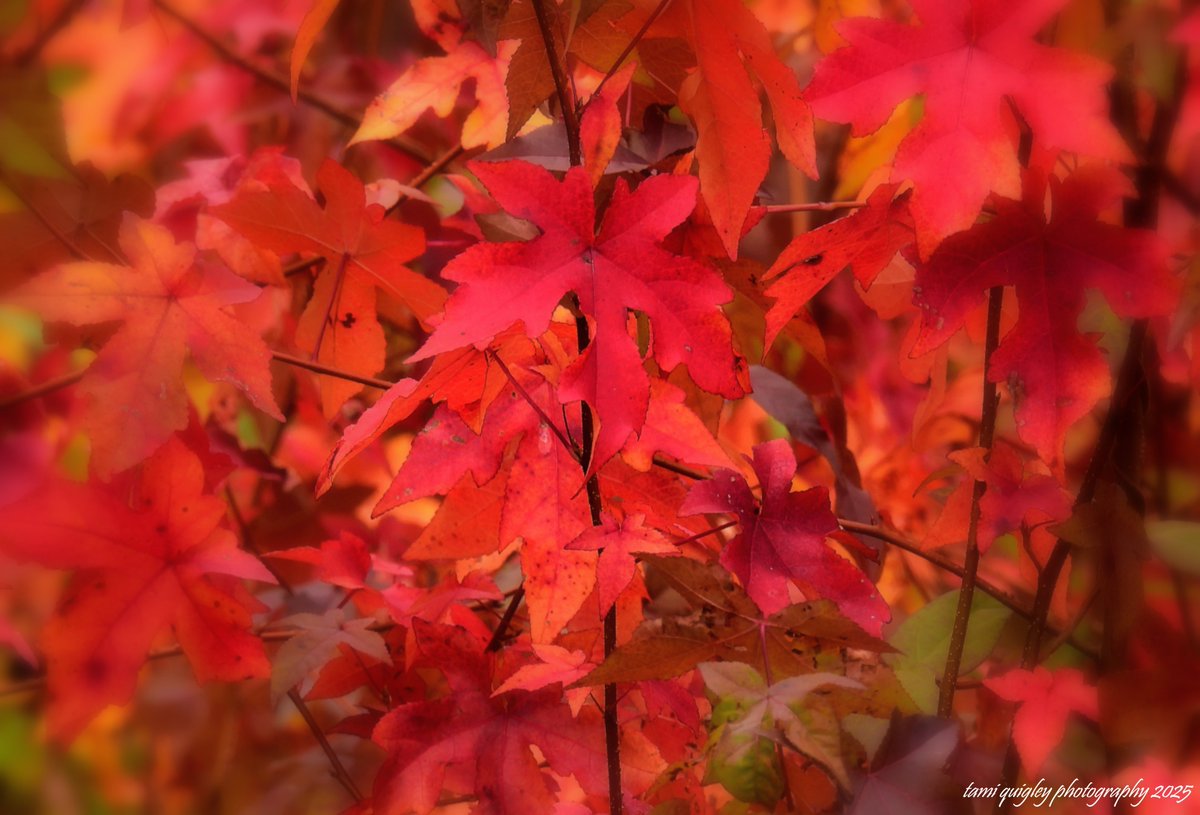 tamitrailscapes's tweet image. Trailscapes ... Fine Art Photography by Tami Quigley: Starry, Starry Sweet Gum ... trailscapes-tami.blogspot.com/2025/11/starry… #new #blogpost #SweetGum #fallfoliage #AutumnVibes #lehighvalleyphotographer @visitPA #TrexlerPark #LehighValley @LehighValleyPA #BuyIntoArt #AYearForArt #Autumn2025 #art