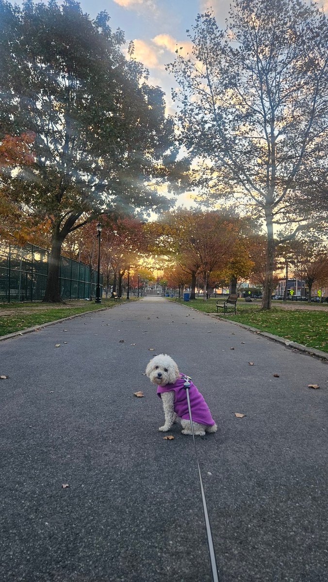 マヨネーズのマヨちゃん。お父さんはディズニーランドに遊びに行っているので、ブーさんと仲良くお留守番中🐷