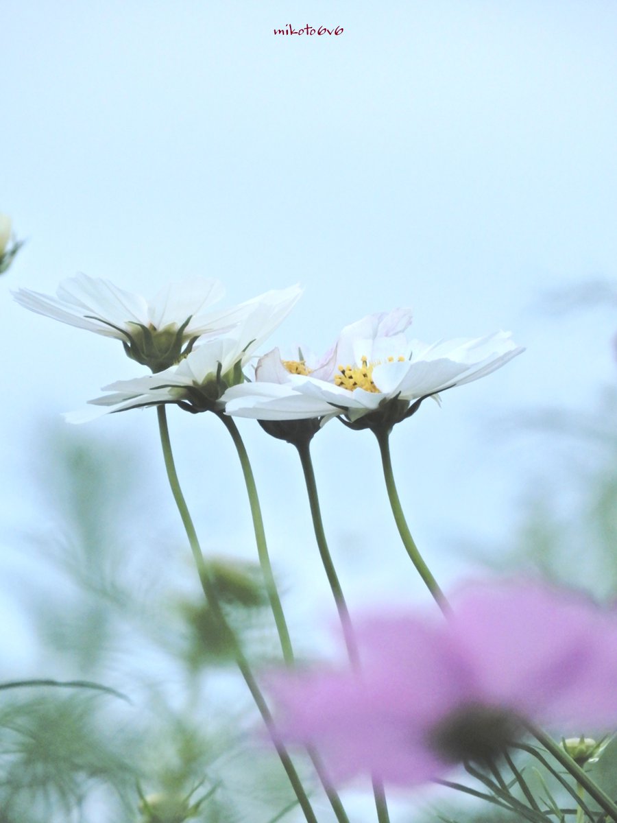 ◆桜❀◆ mikoto on X