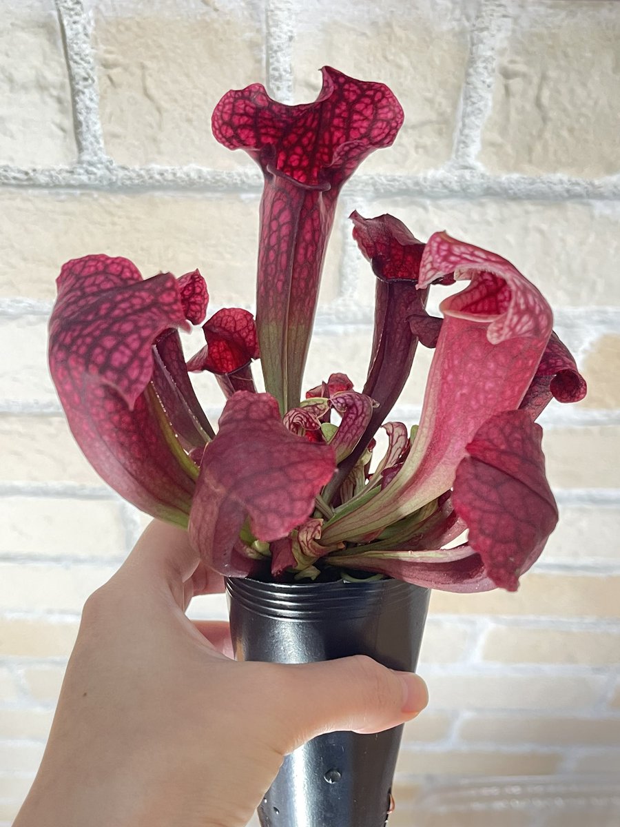 SACHI (@sasasa0506) / Posts / X