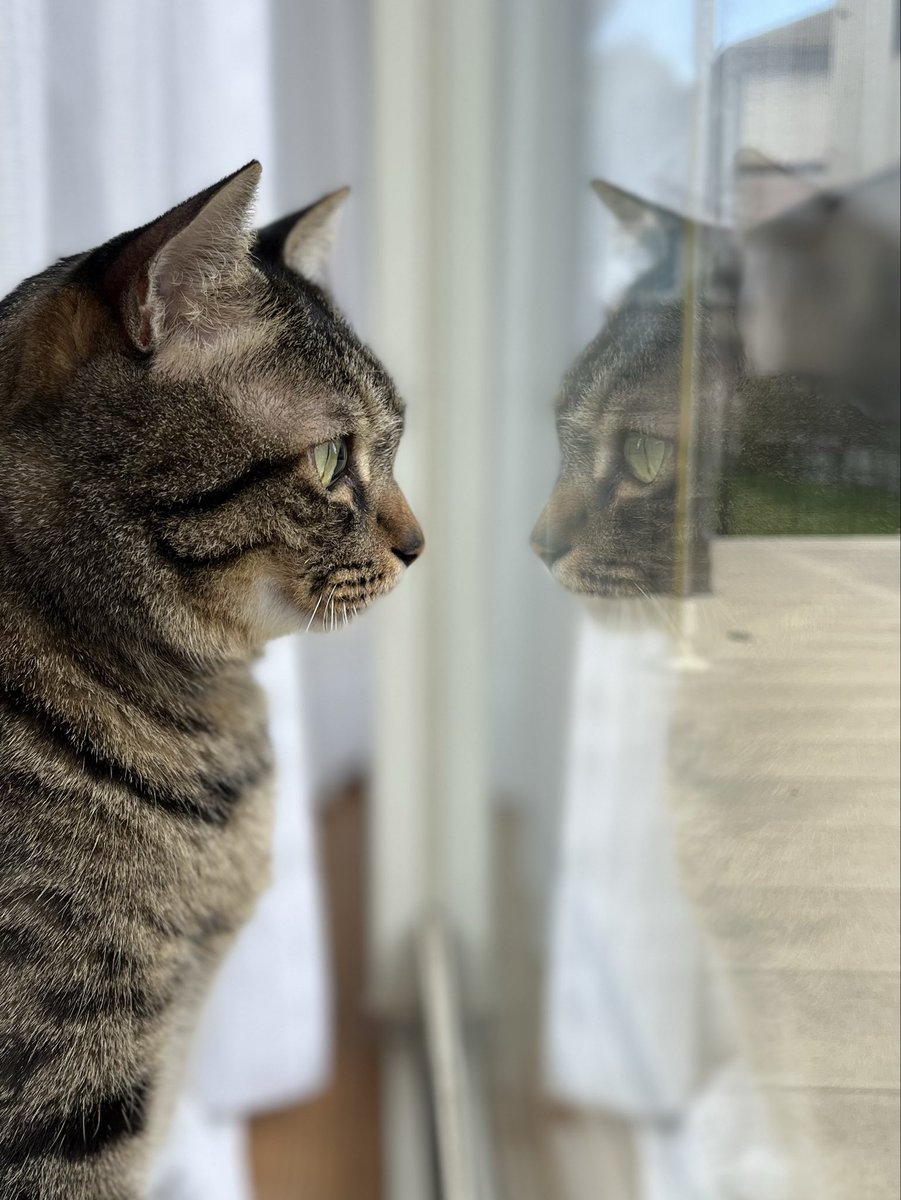 猫だーいすき✨✨ 猫（？） - ibisPaint