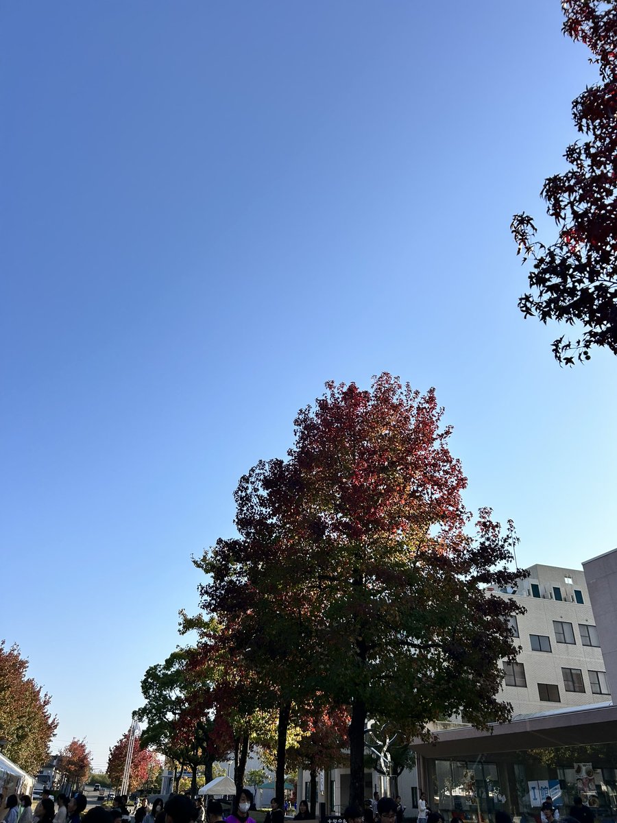 紅葉してきましたね🍁
