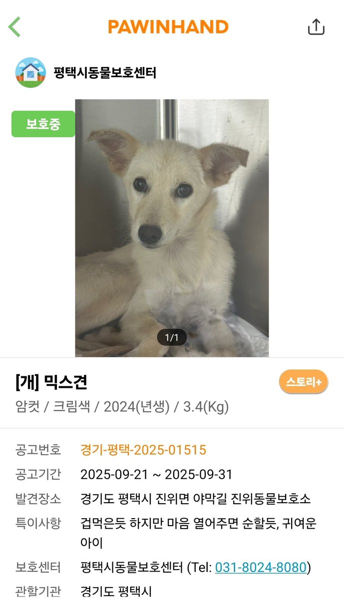 아직 입양 못간 여아인데
5kg도 안되고 넘 아기고 넘예뻐요
가족이 되어주실분?