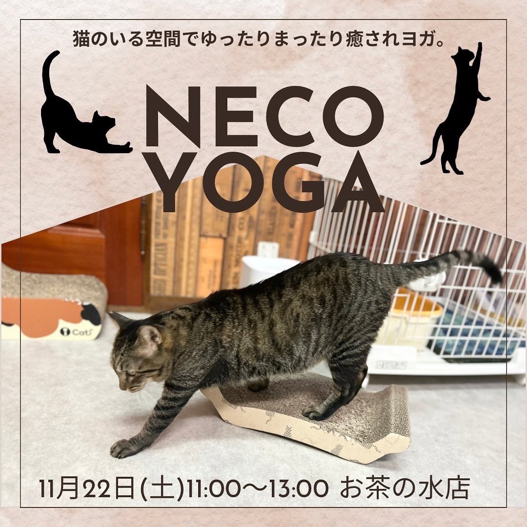 ★cat★保護猫活動支援様 M3334★ 注染浴衣 ★ 裄長ゆったり　吉原繋ぎ ☆cat☆保護猫活動支援様 M3334☆ 注染浴衣 ☆ 裄長