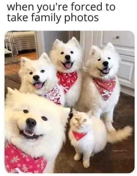 WholesomeMemes (@wholesomememe) on Twitter photo 