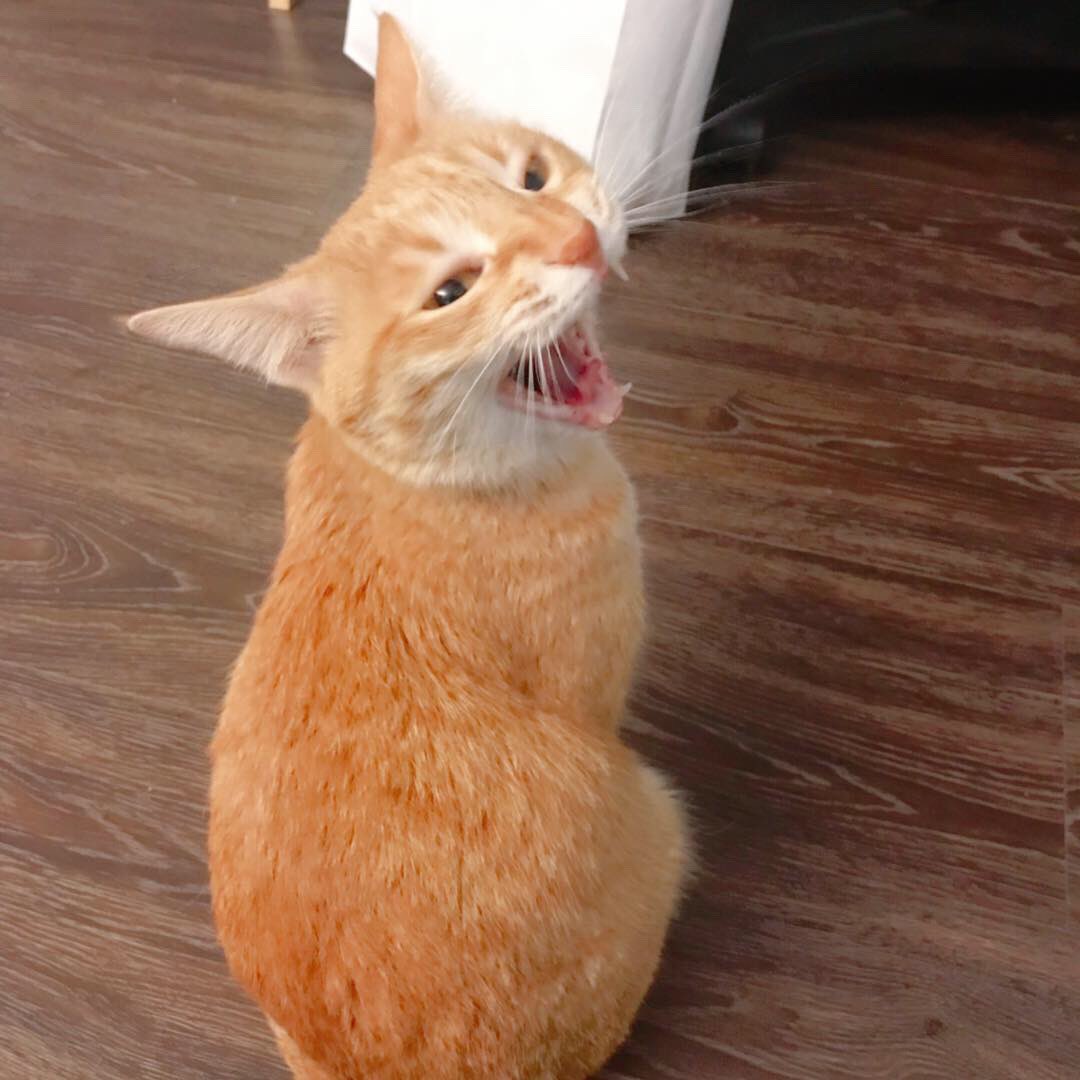 ←マッチングアプリで会う約束した猫
　実際に来た猫→