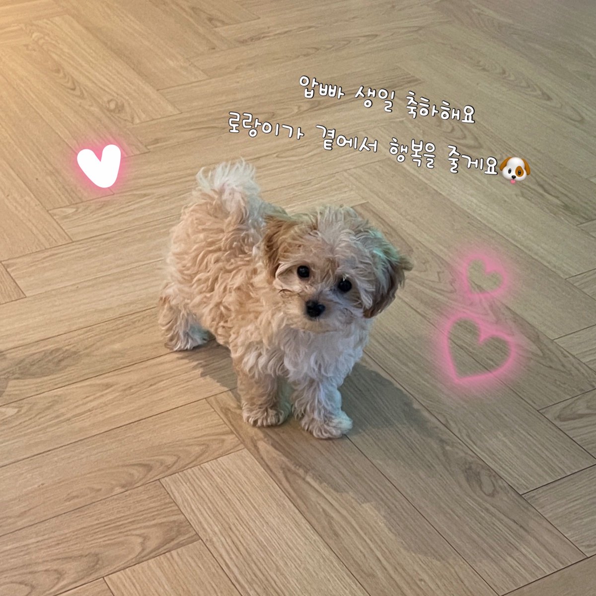 OfficialJTW_LEO's tweet photo. [#냥운🐾]

로랑이의 메시지를 전달한다냥🫶🏻

압빠 생일 축하해요
로랑이가 곁에서 행복을 줄게요🐶

#정택운 #JUNGTAEKWOON
#레오 #LEO #정로랑
#NYANGWOON
#HAPPYLEODAY
#별을따라뮤즈에게 https://t.co/SLJoM9eXNr