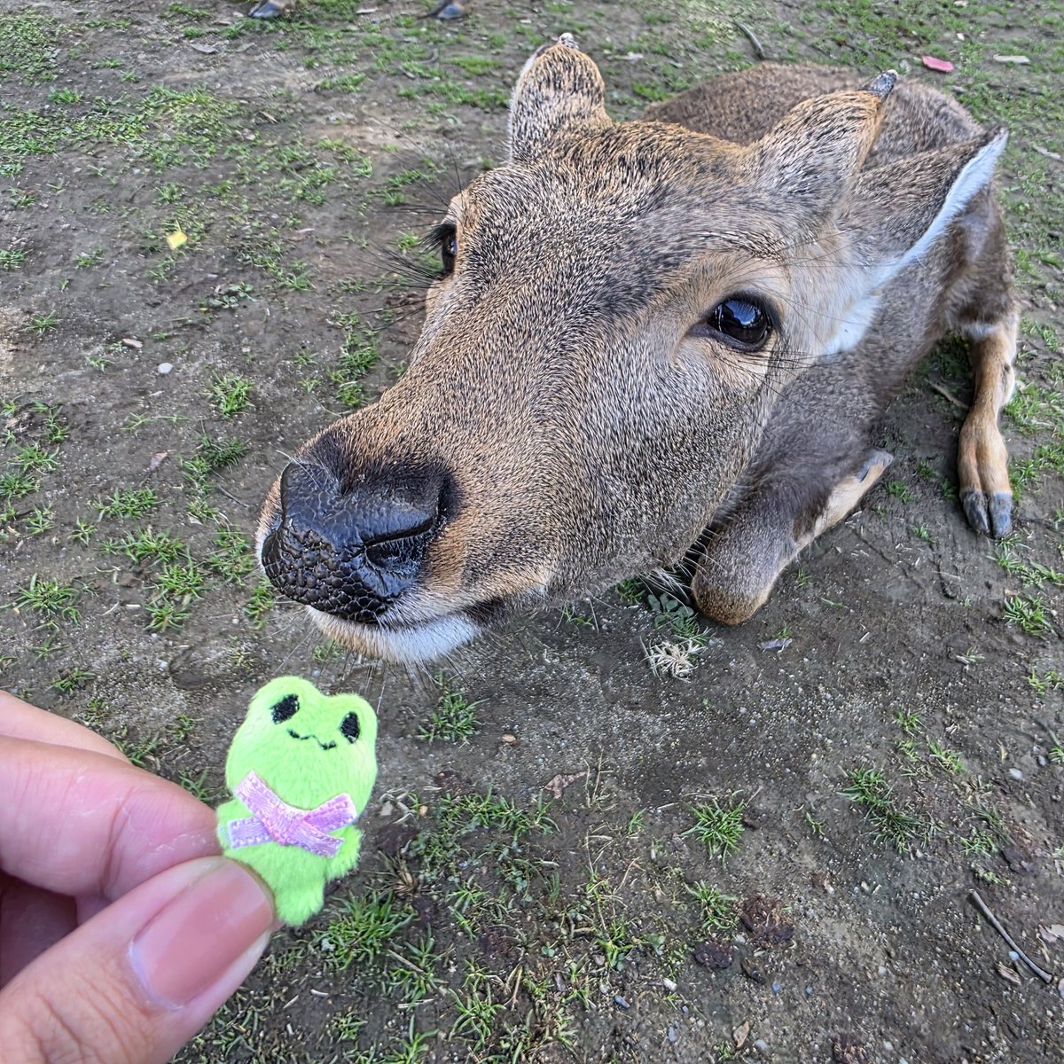 🐸🦌